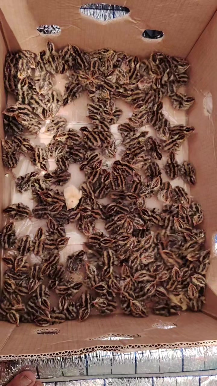 @Faxriddin99
