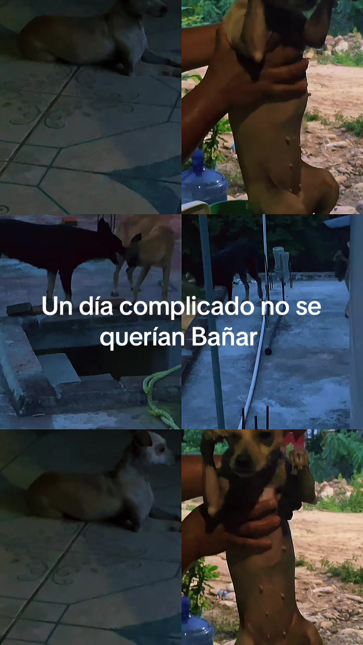 @maguieevargmart