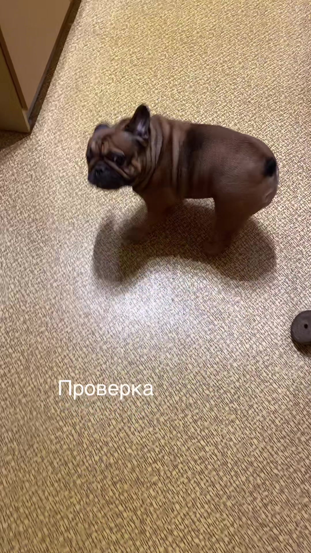 @_holly_bulls_
