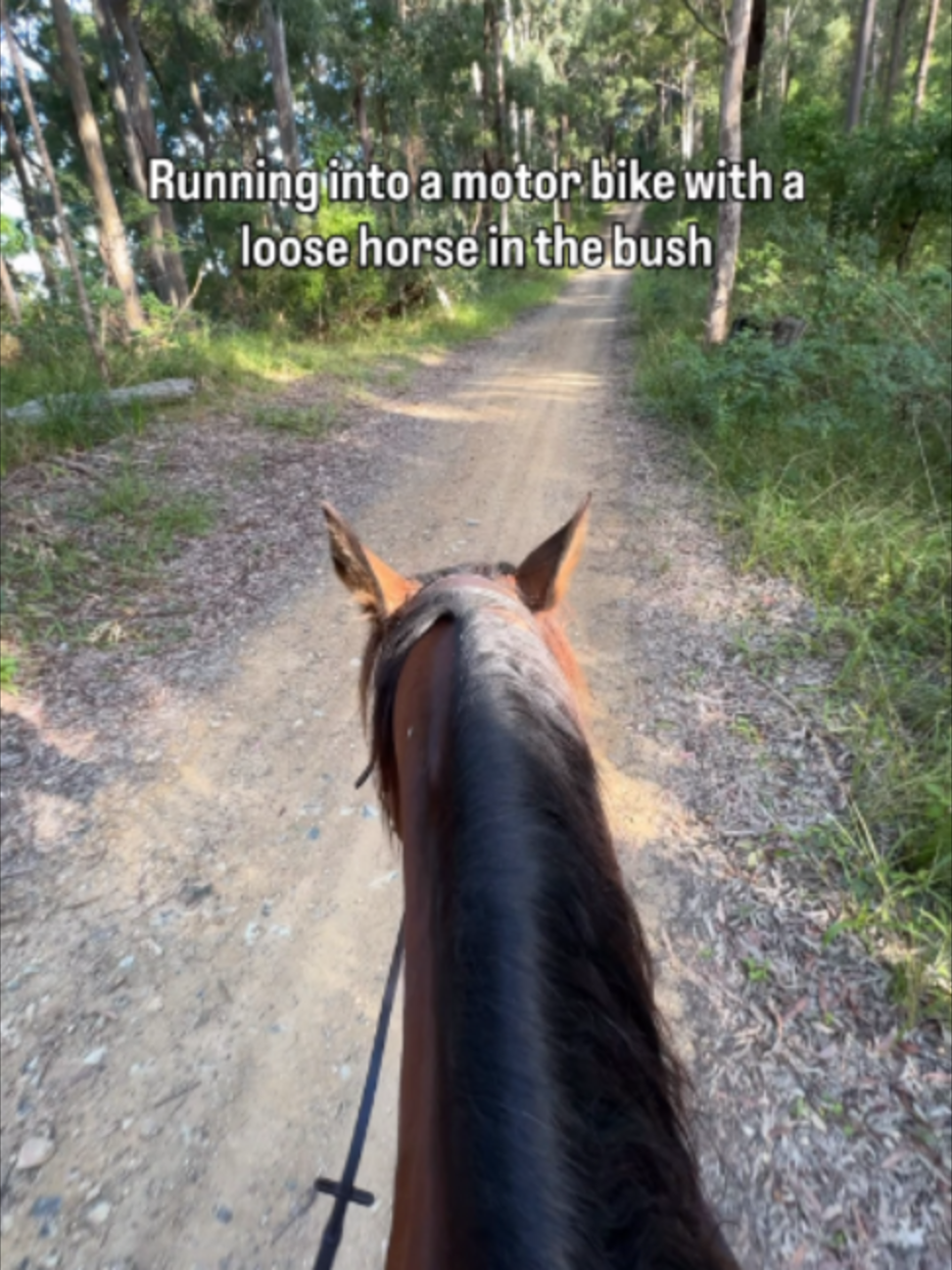 @Myhorsewillow