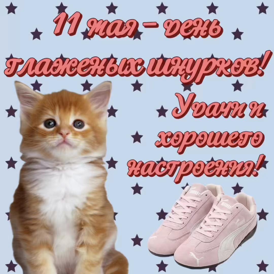 @котики на каждый день