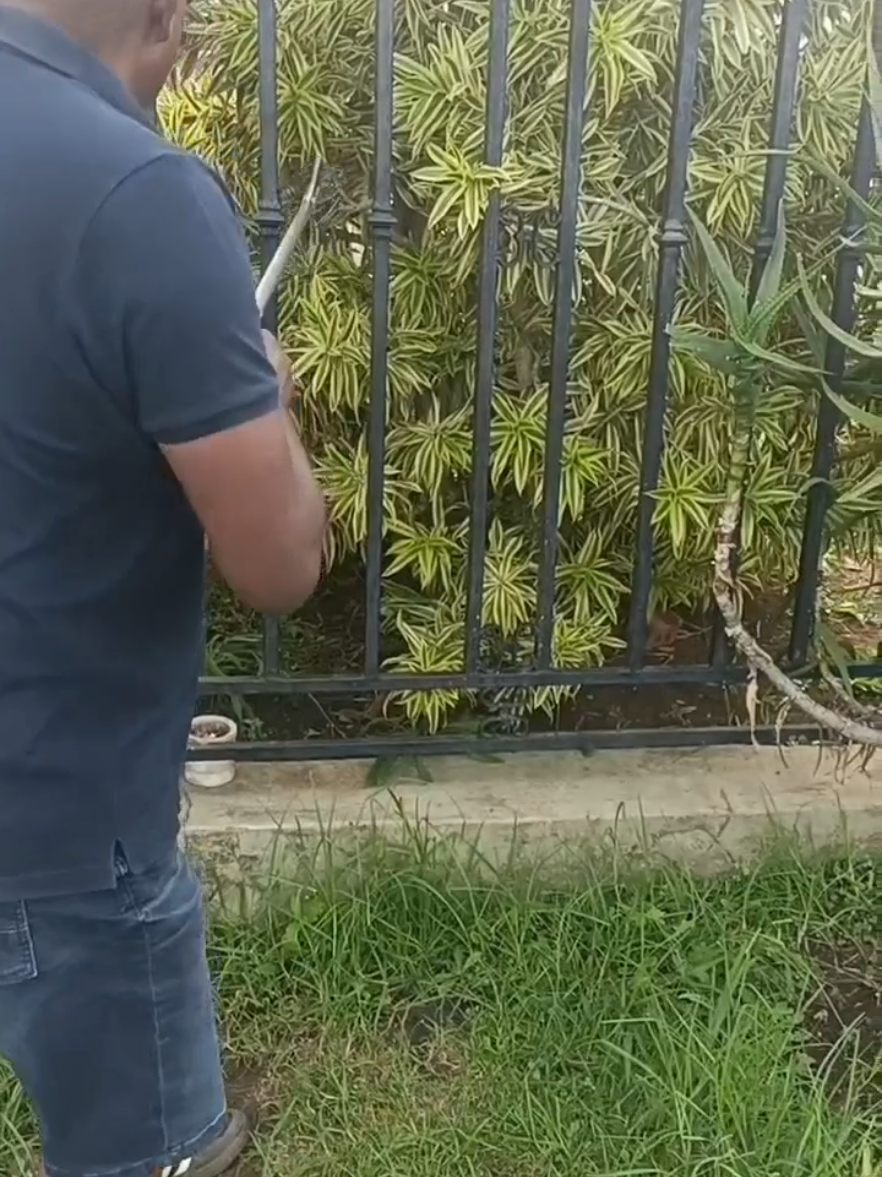 @SnakeRescue NSRR Eastern Cape