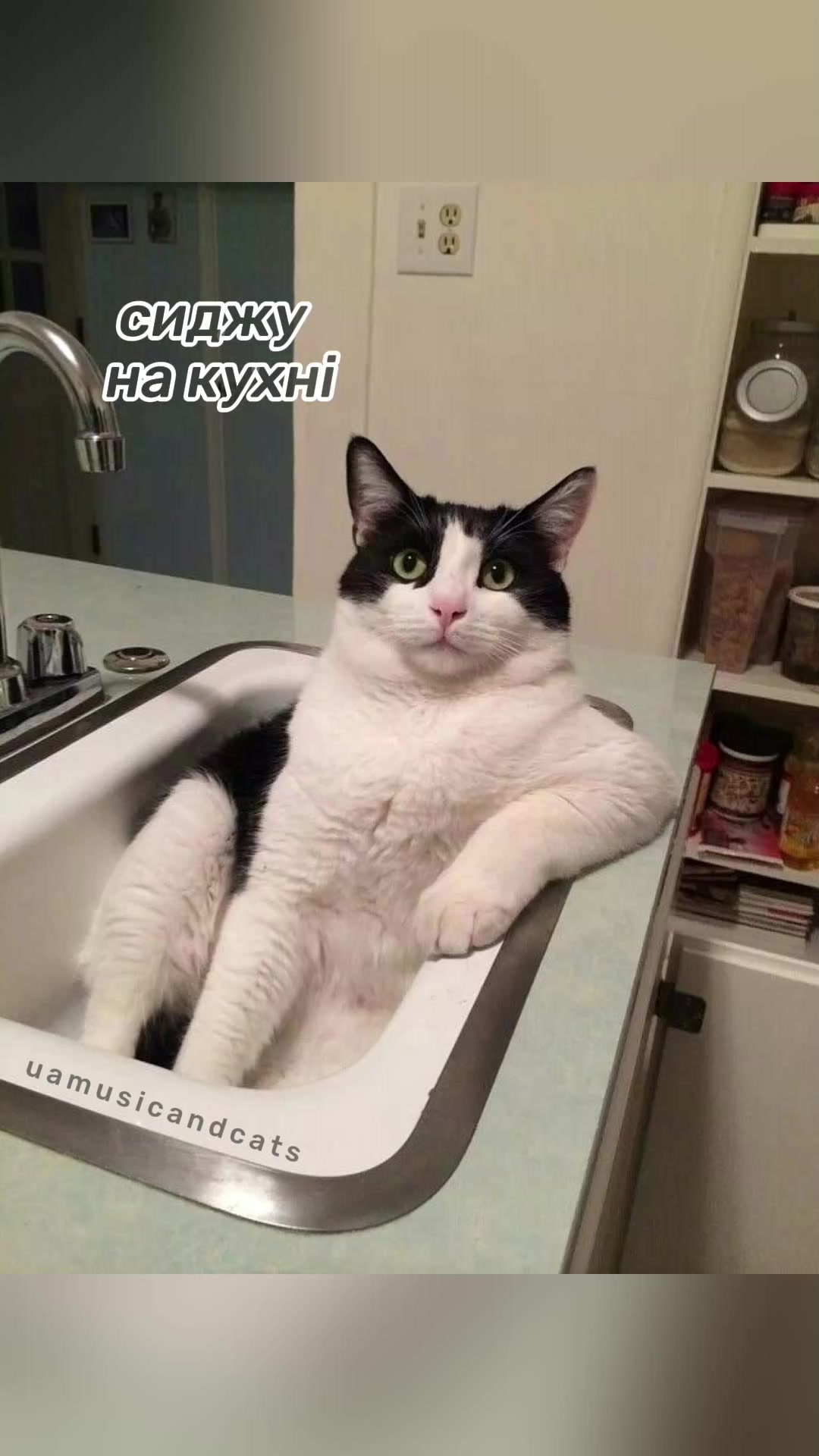 @🎧 музика і котики 🐱
