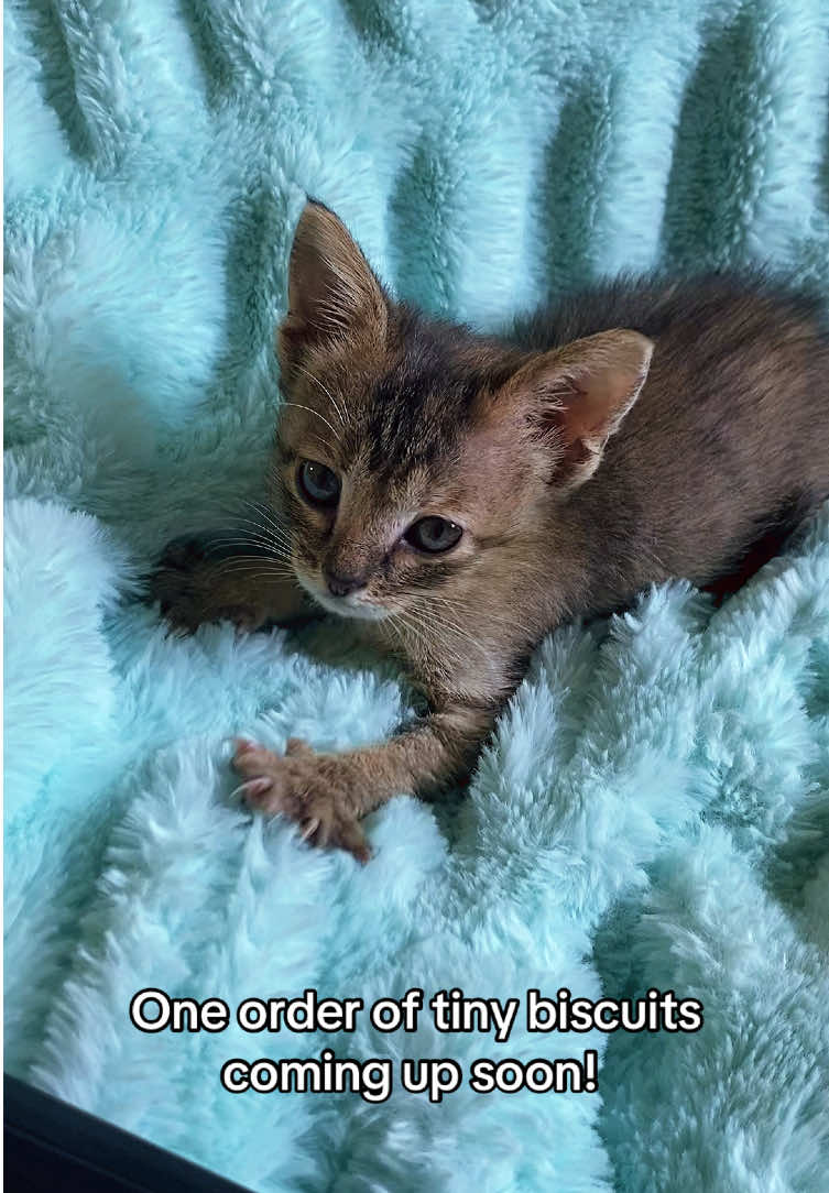 @Catmom92