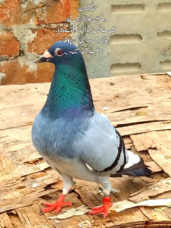 @𝑹𝒂𝒔𝒉𝒊𝒅 𝑻𝒂𝒃𝒂𝒔𝒔𝒖𝒎