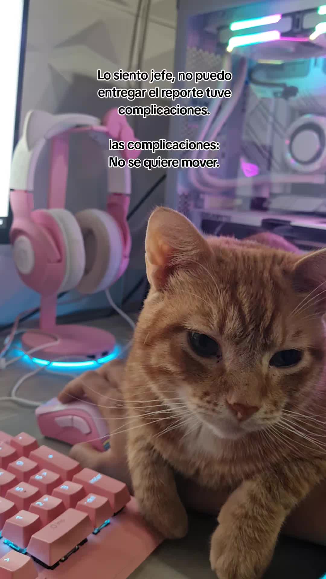 @Cinderella🩷