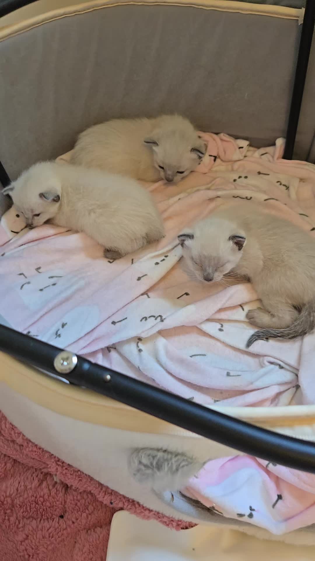 @Brittany Beauties Kittens