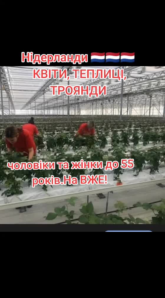 @Бельгія та Нідерланди