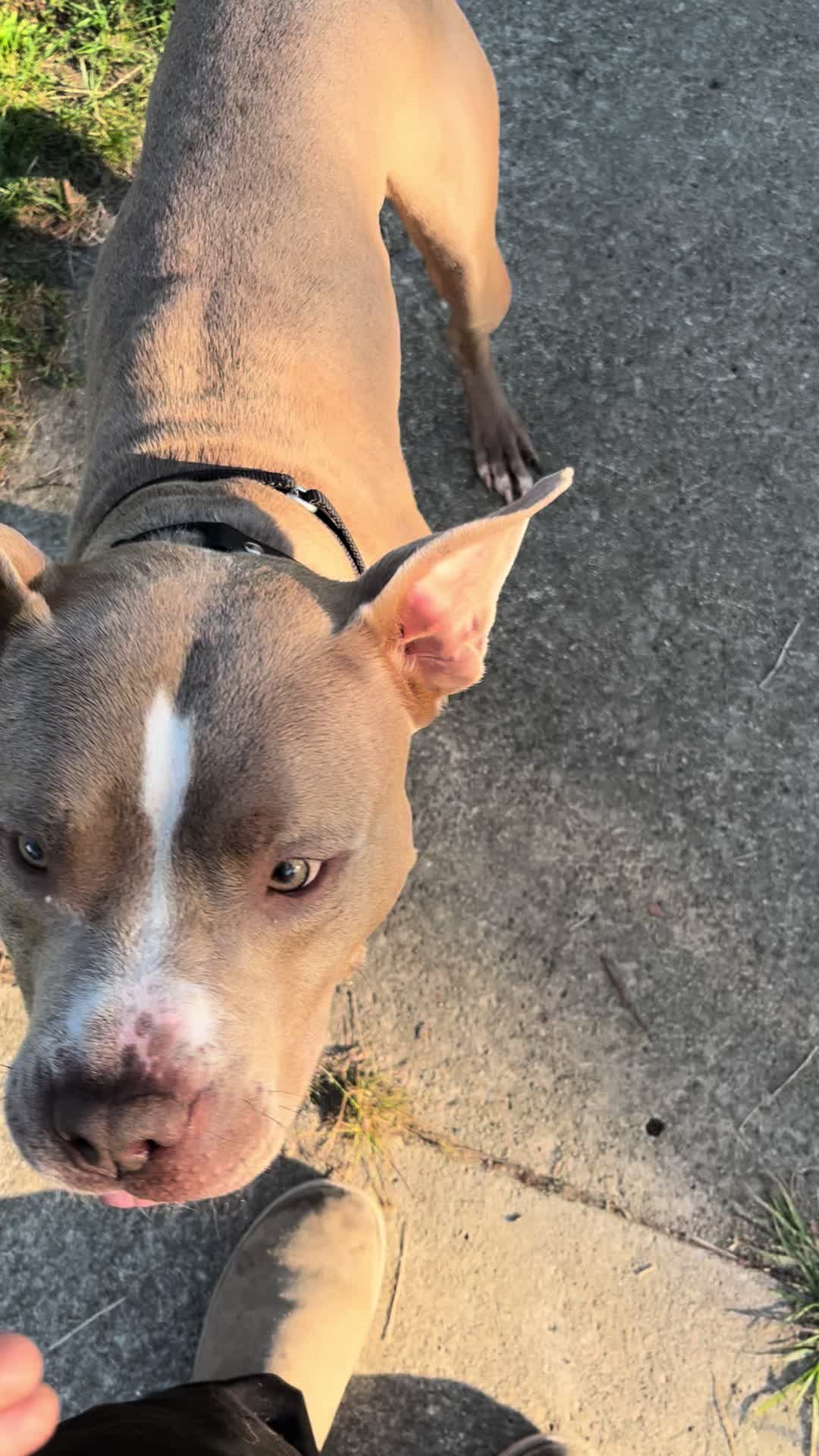 @Jay TheDog Trainer