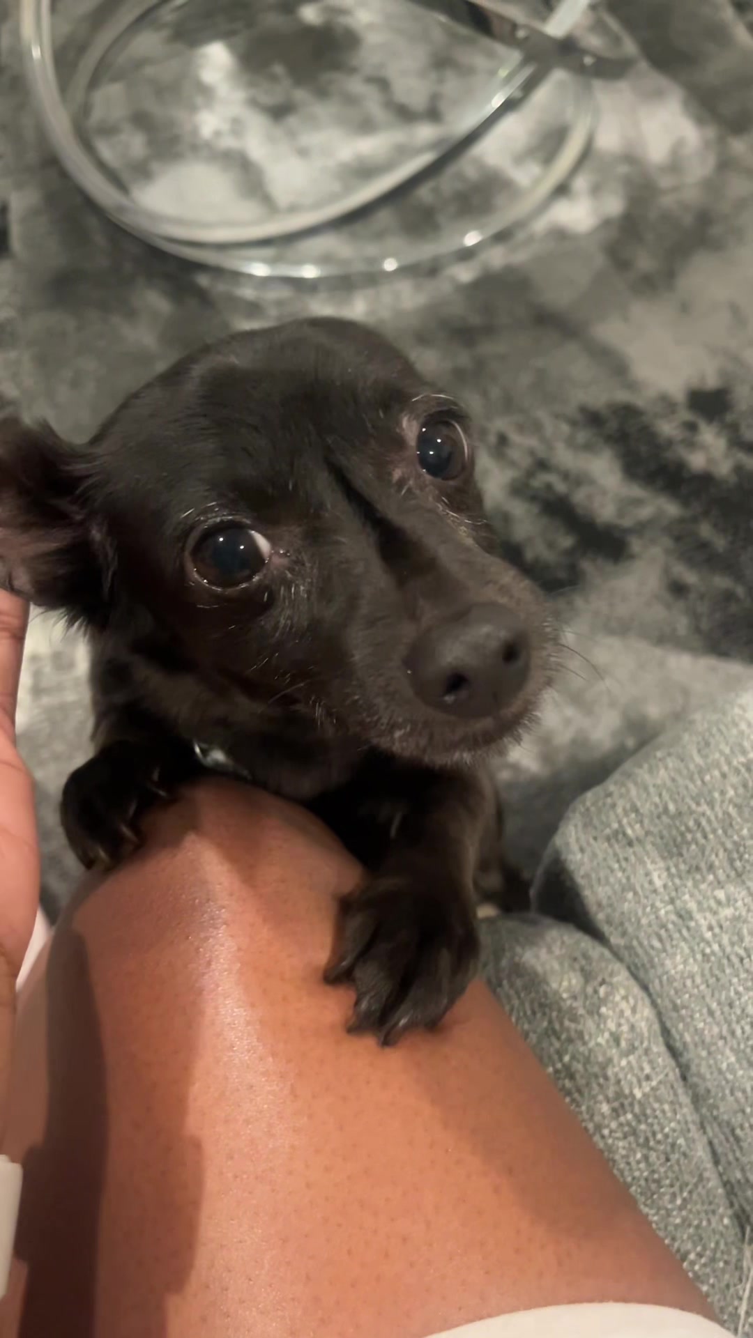 @Blackjack_Chihuahua
