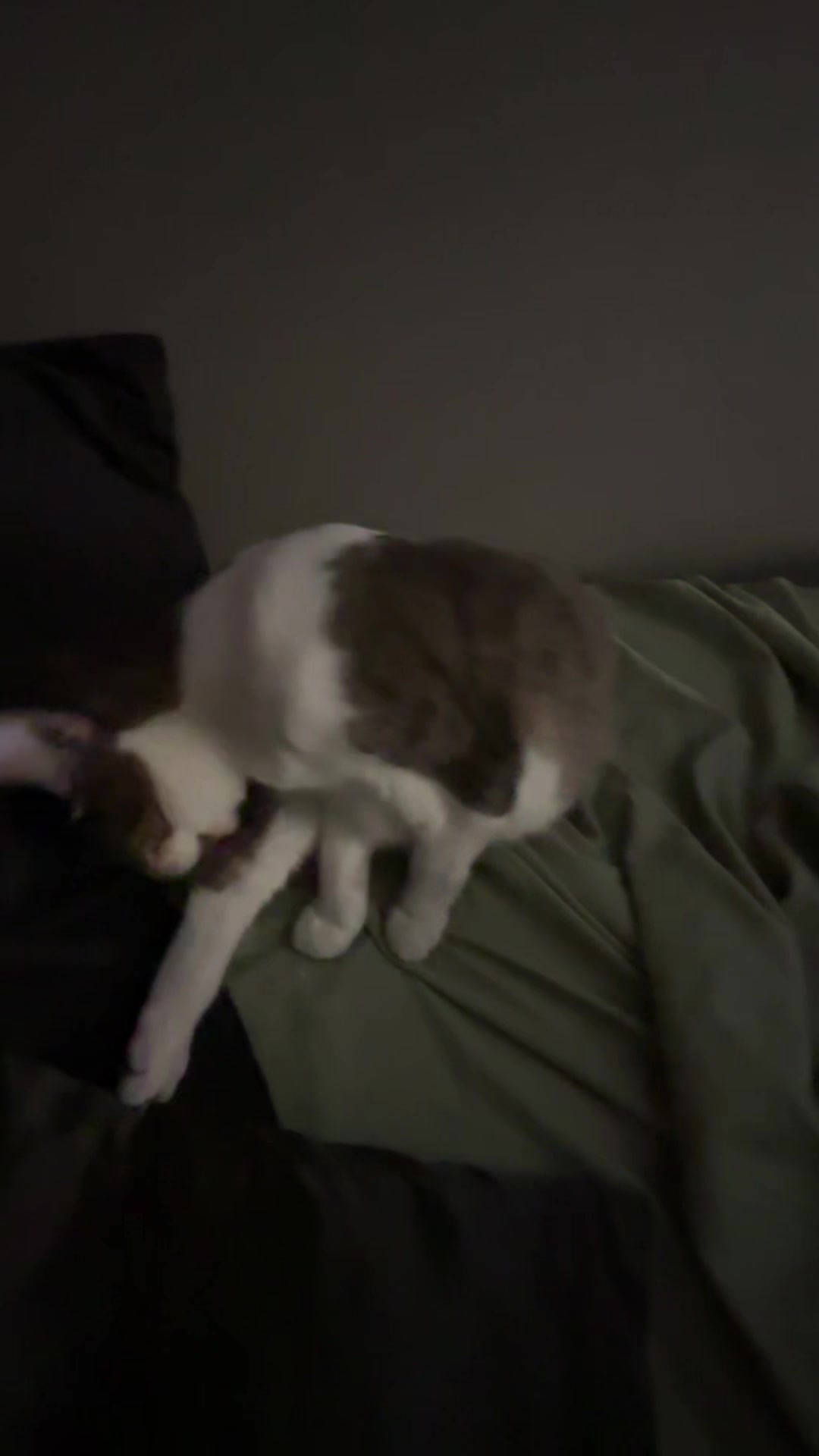 @cuntyshrimp2.0