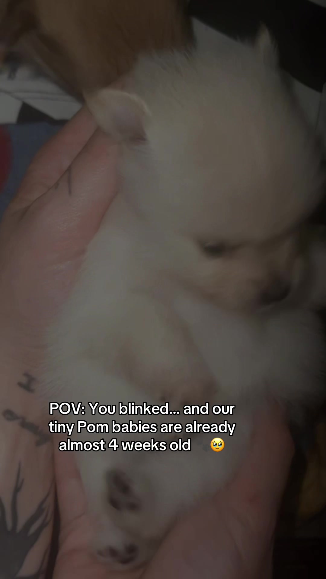 @VICTORIA ✨ TTS✨ MOM