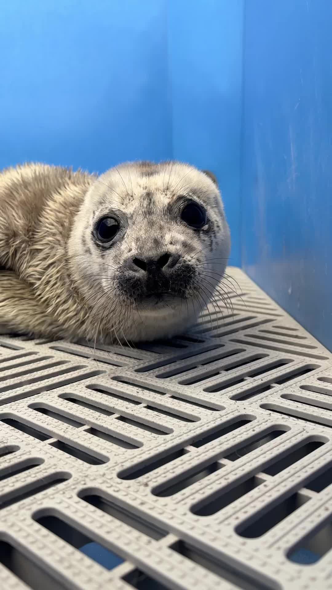 @Marine Mammal Rescue Society