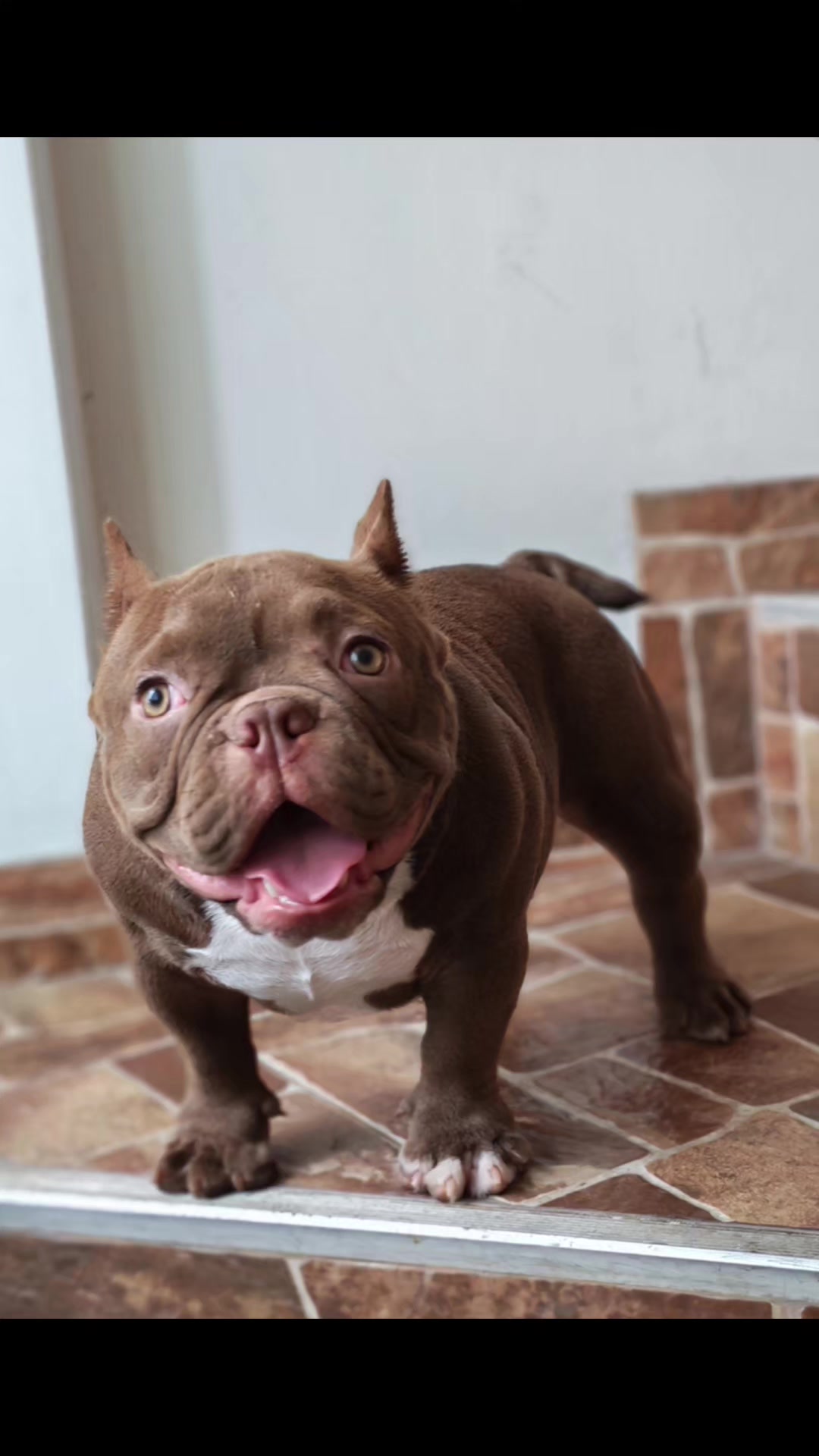 @KAWIBULLS