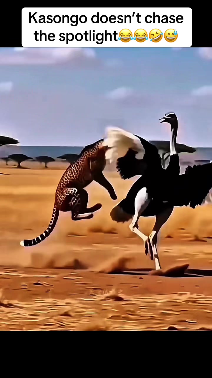@Roi De la Jungle