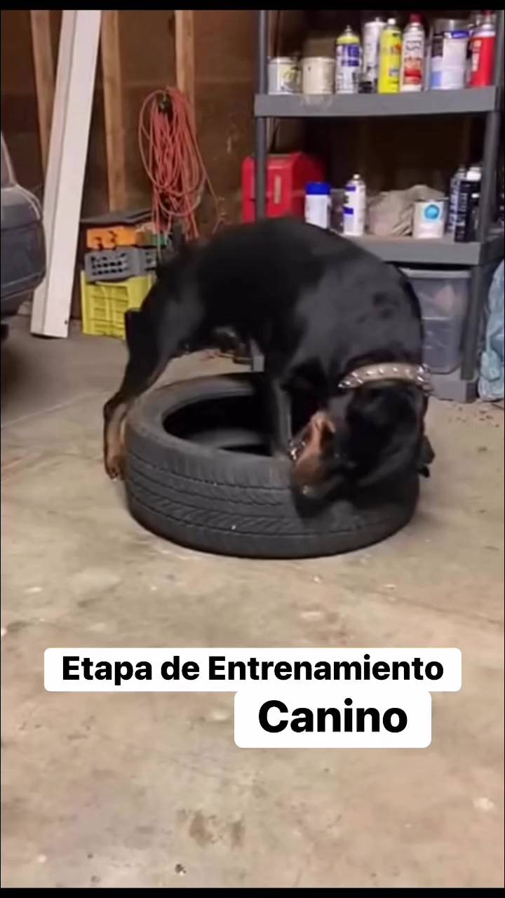 @LovePet