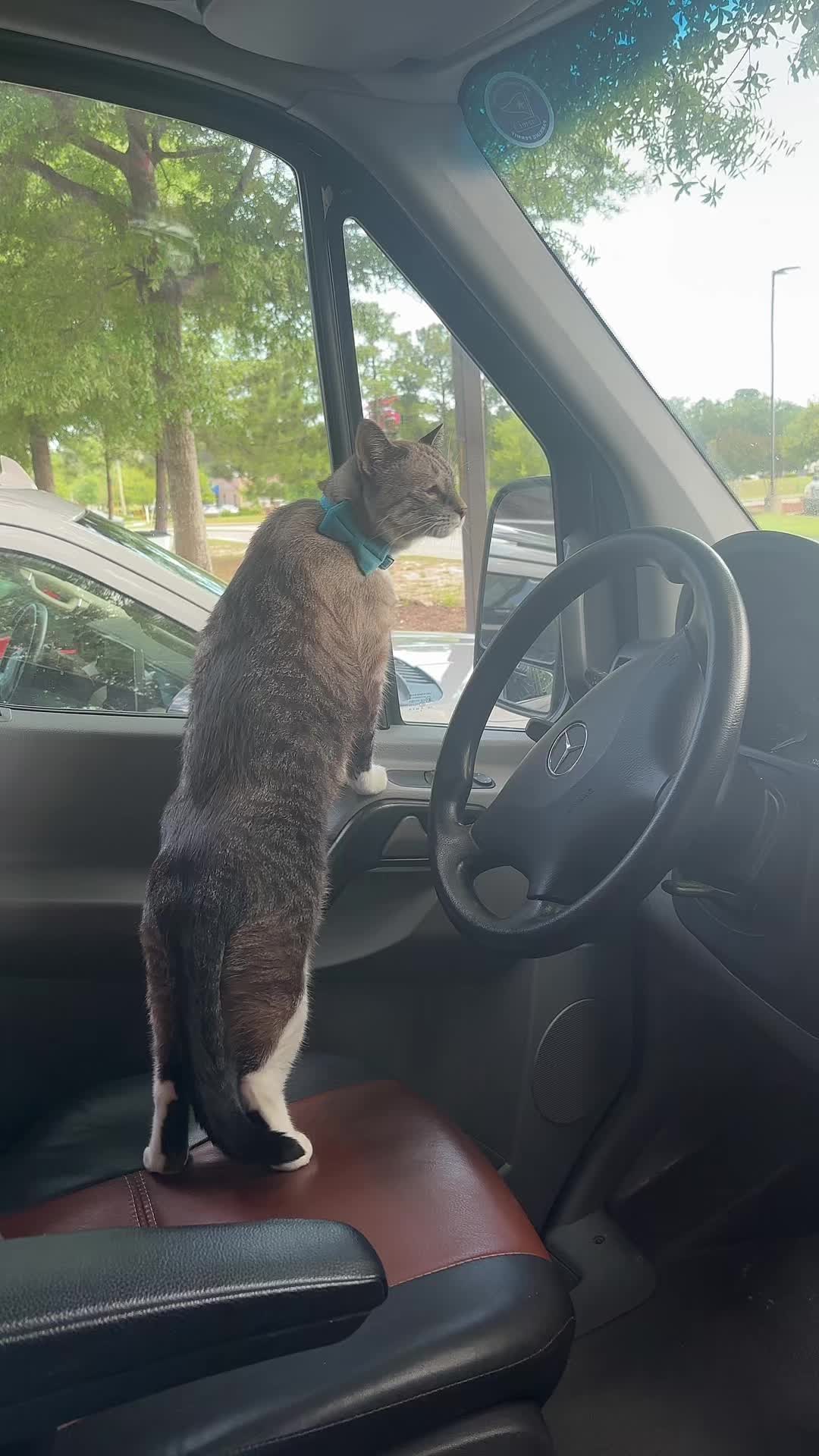 @bellkittiesmom