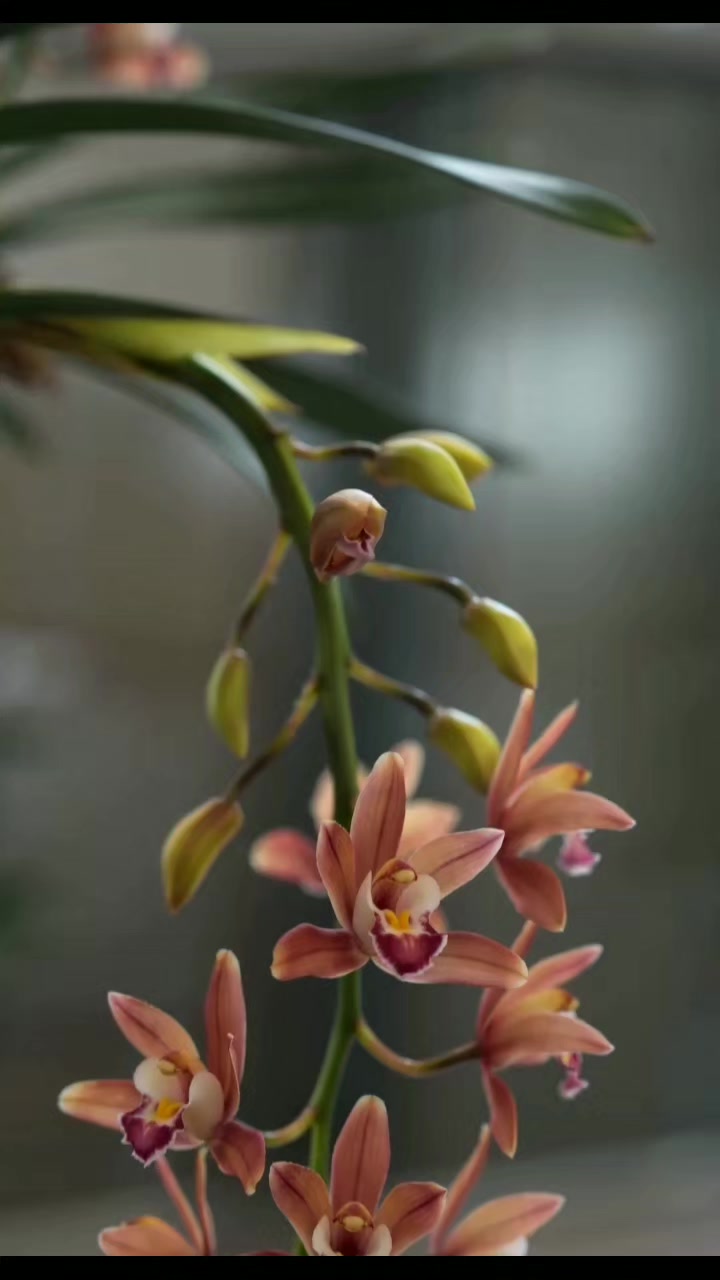 @花、散る頃に