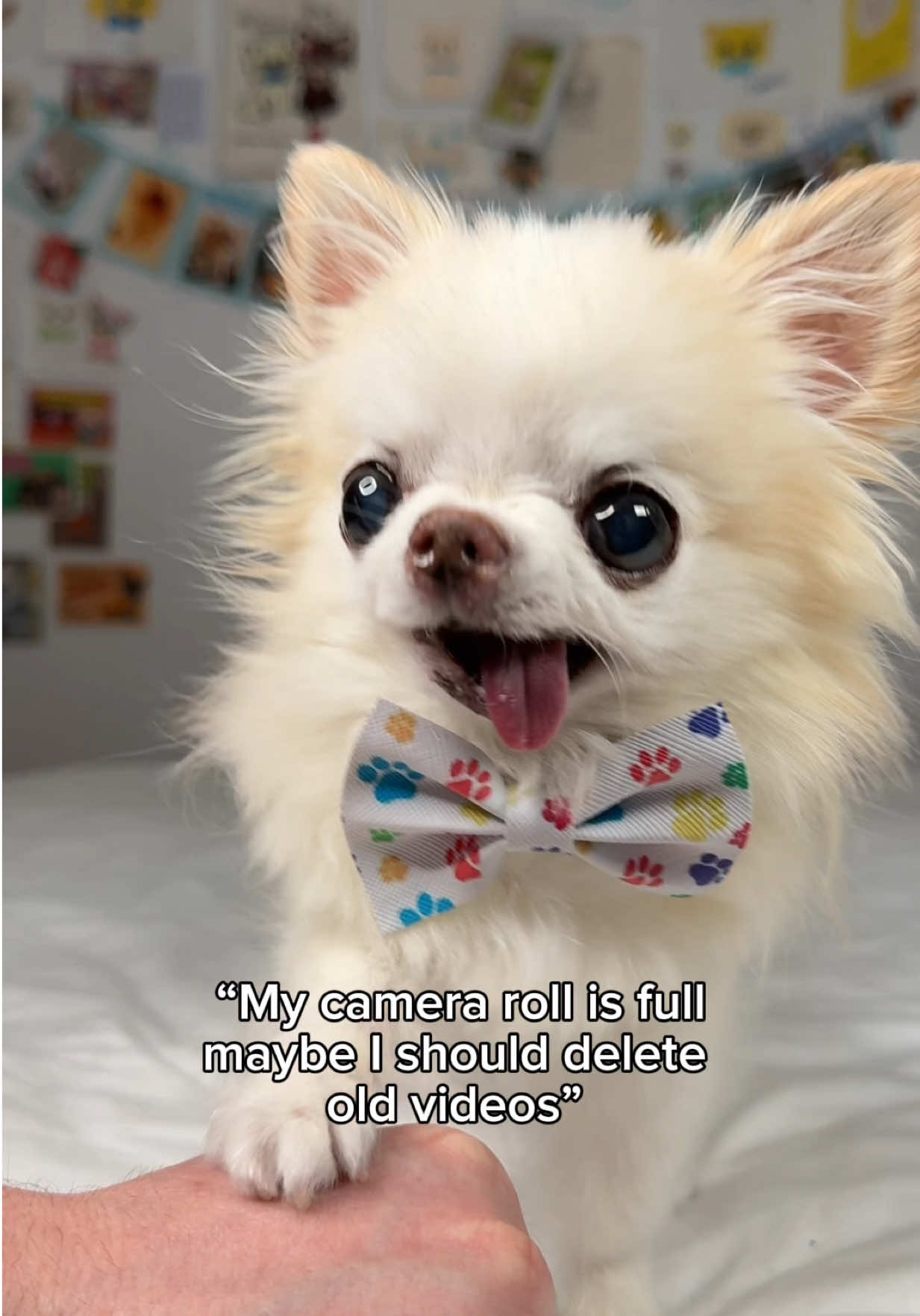 @Tiny Chihuahua Cedric & Maya