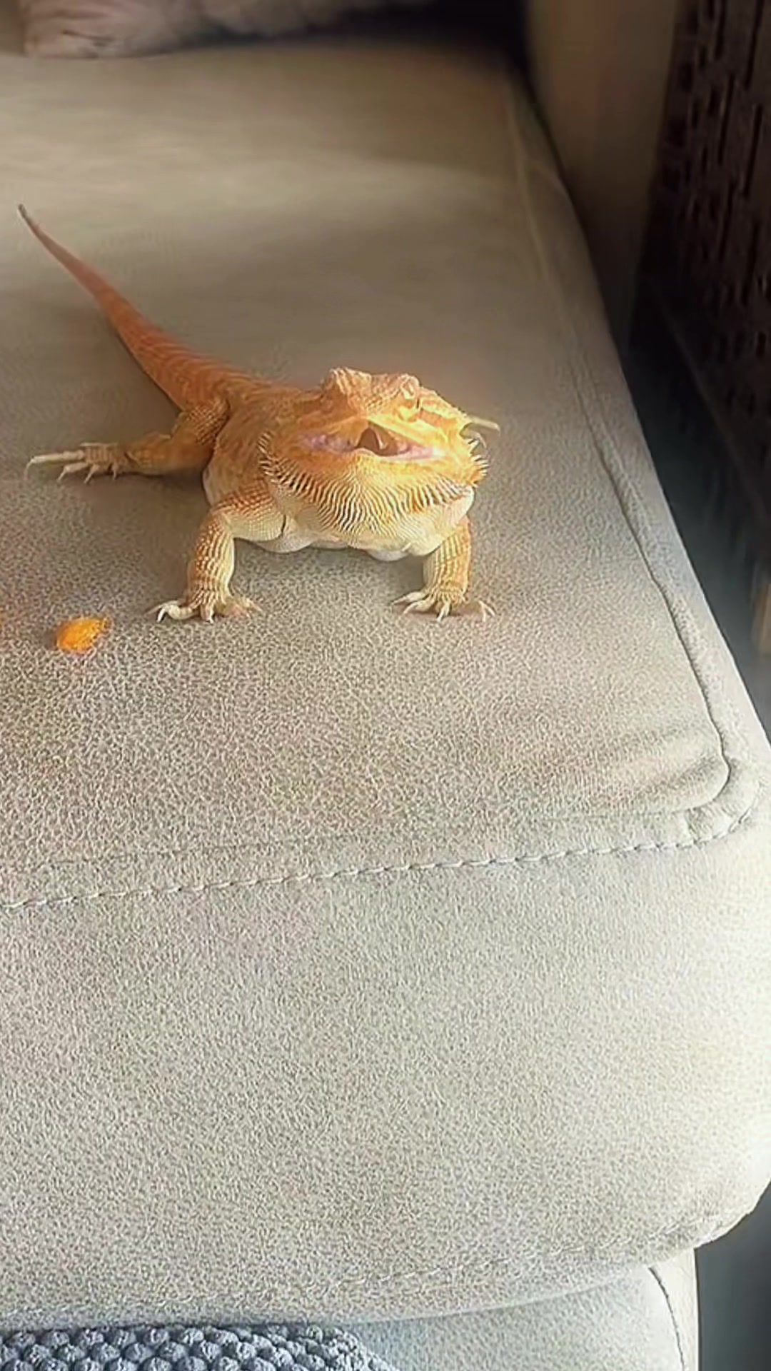 @Stella_Oreo_Pumpkin