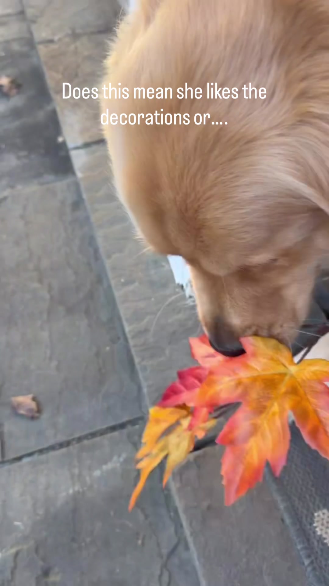 @DogMomisms