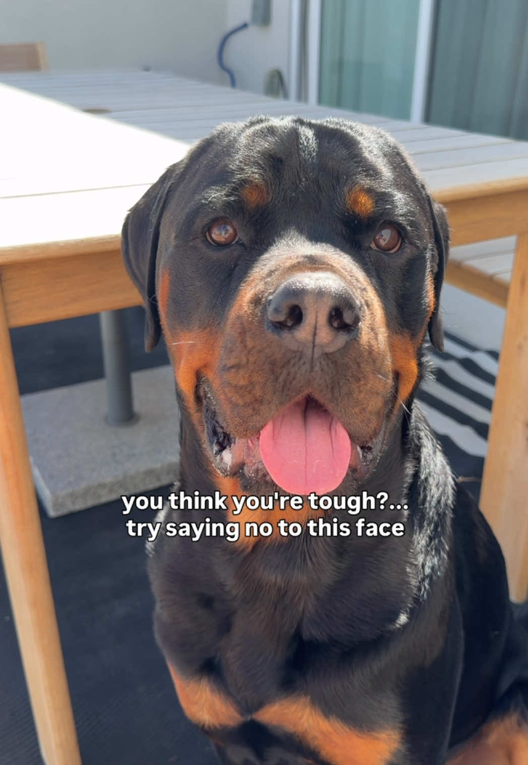 @Rex the Rottweiler
