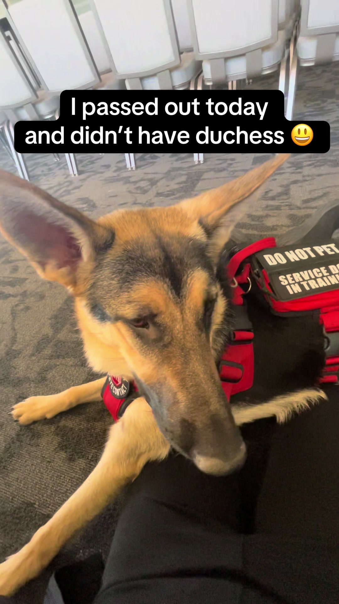 @duchesstheworkingdog