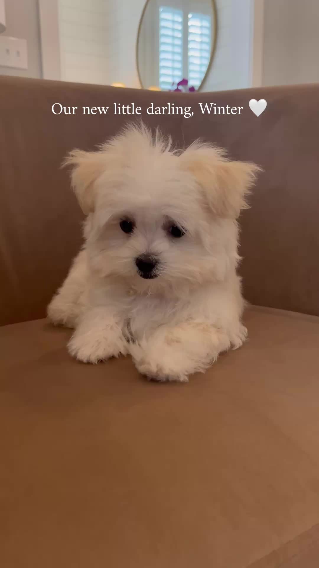 @Chefgigicharleston