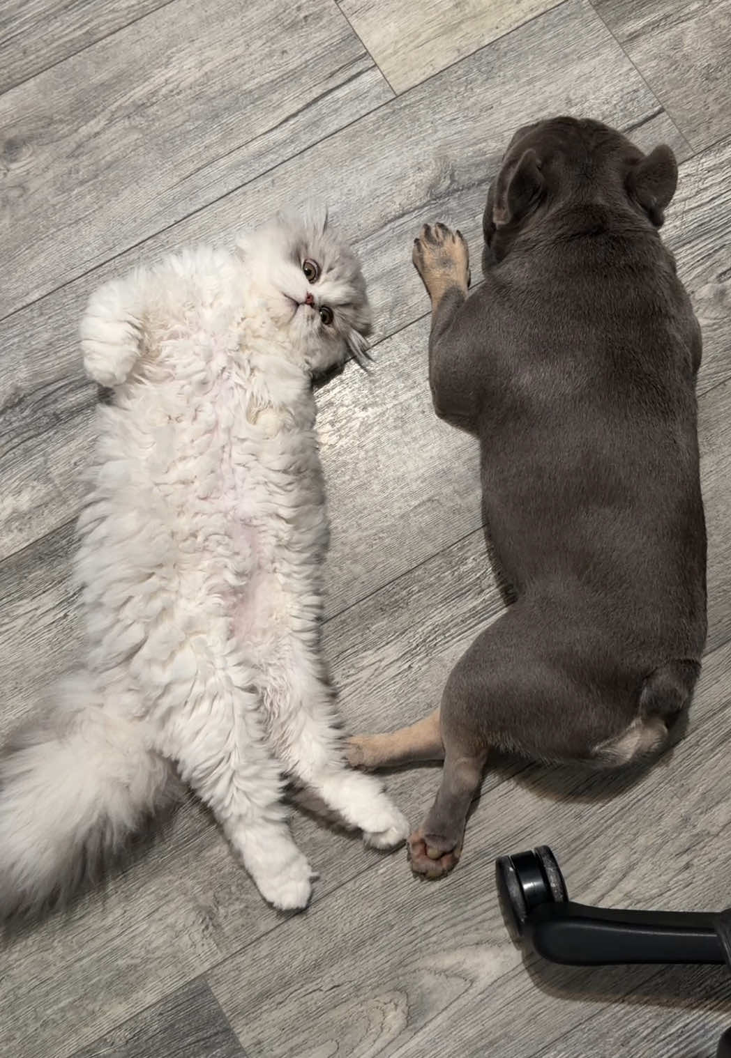 @Arwen the adorable Frenchie