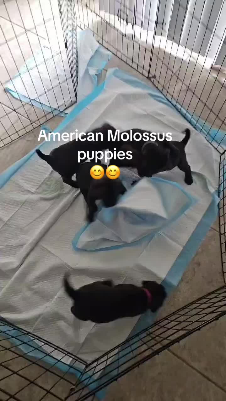 @American Molossus Founder