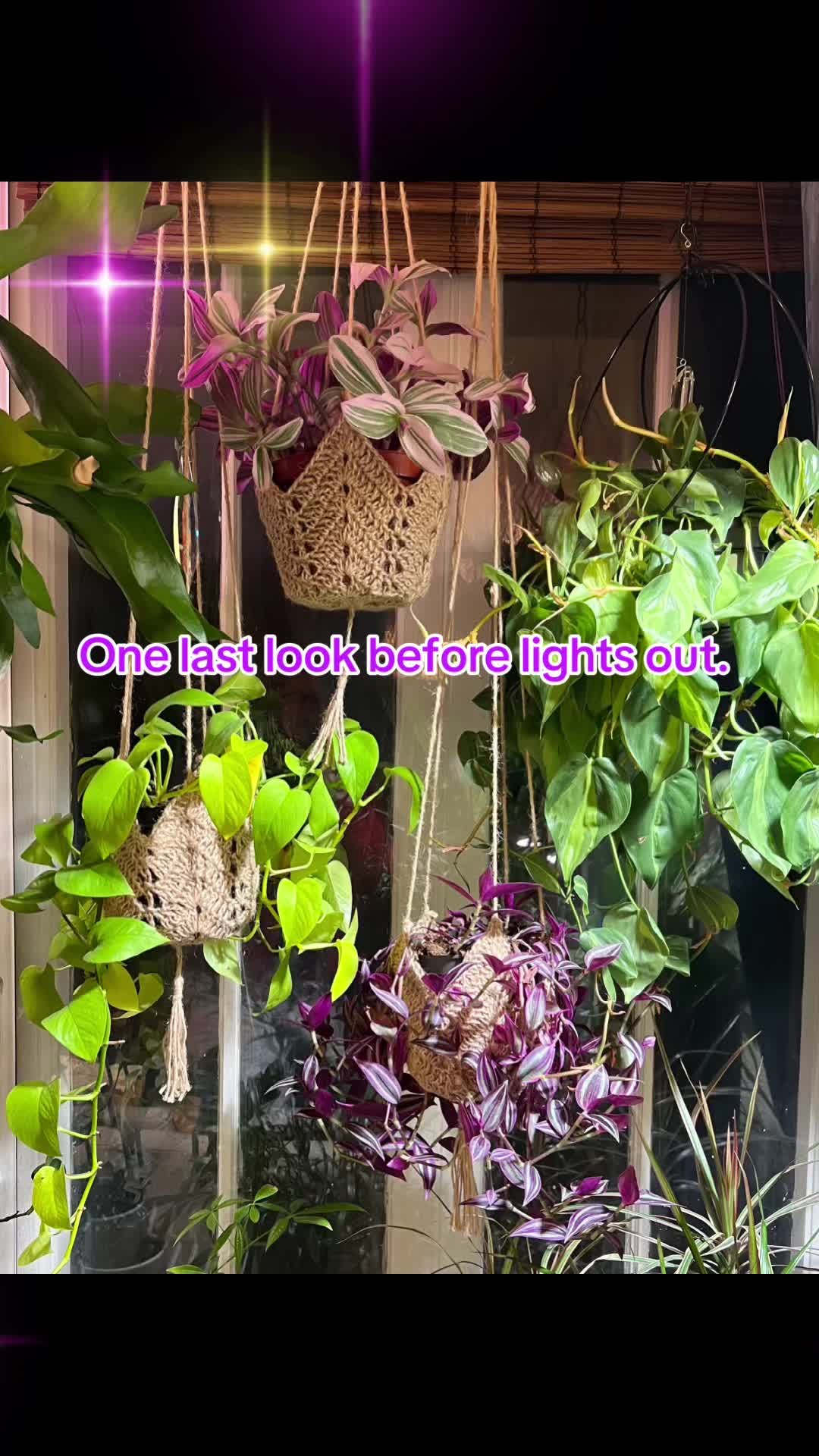 @The_Chlorophylliac