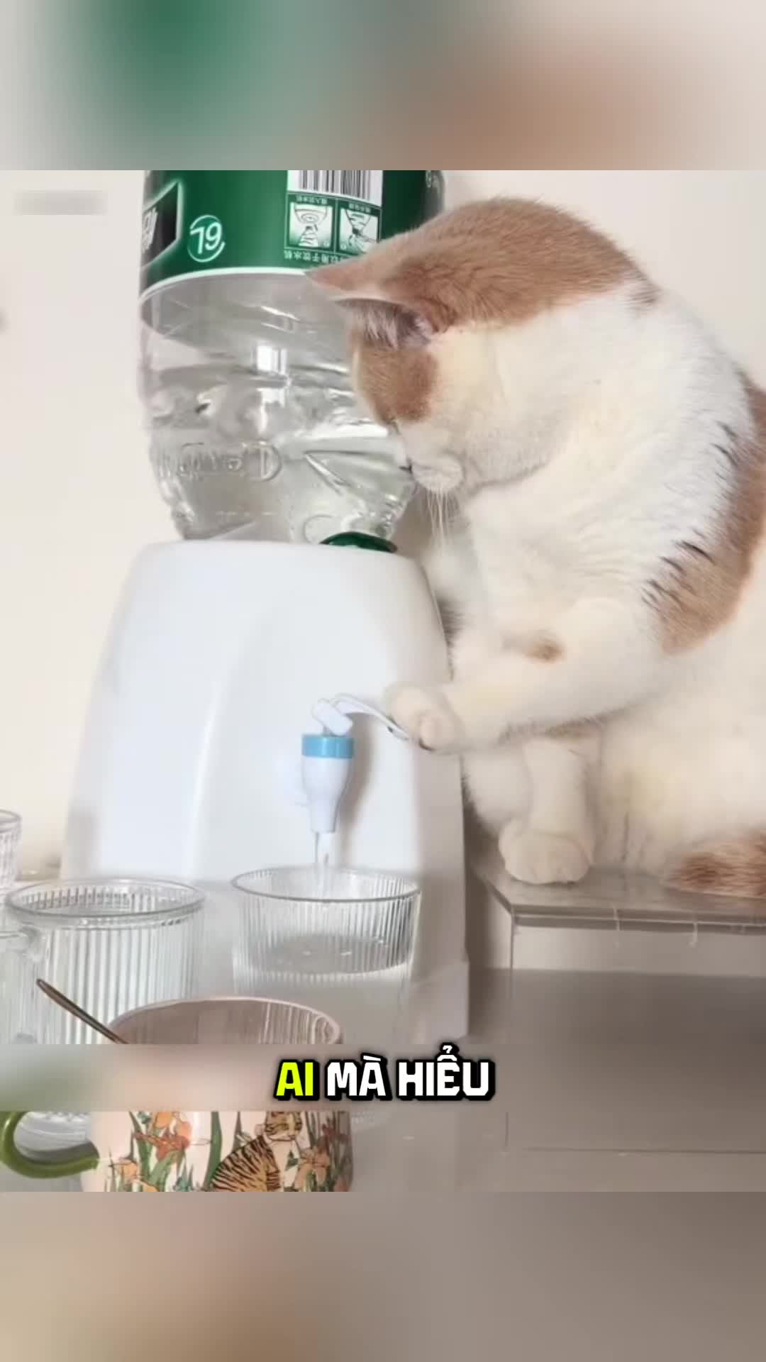 @Zatsugaku Animal