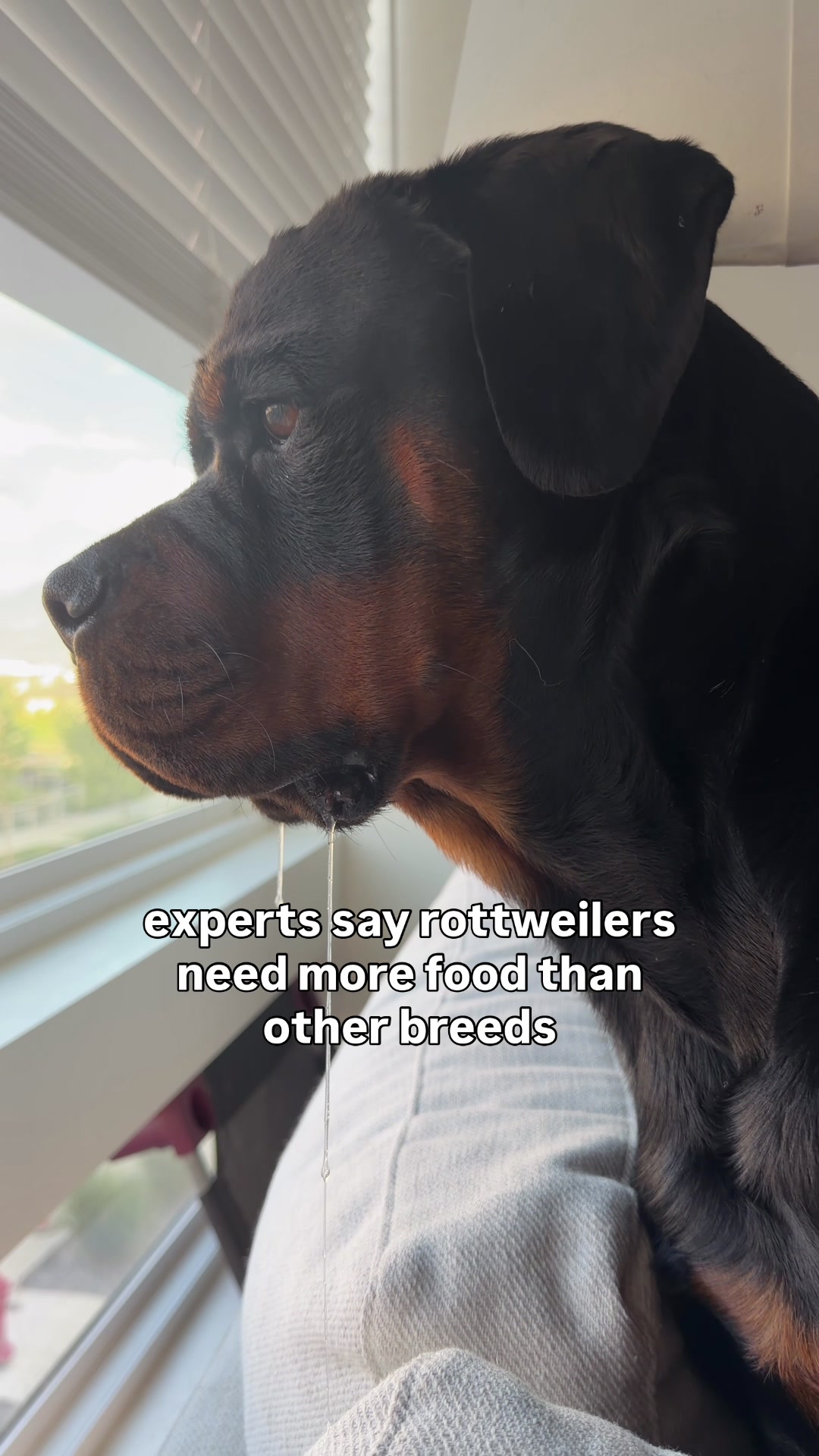 @Rex the Rottweiler