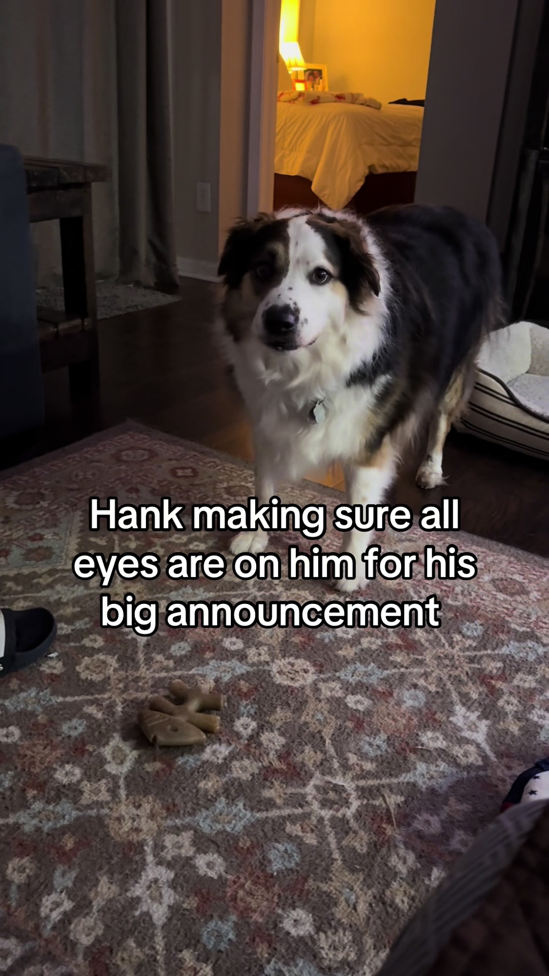 @hankanddollyrescuedogs