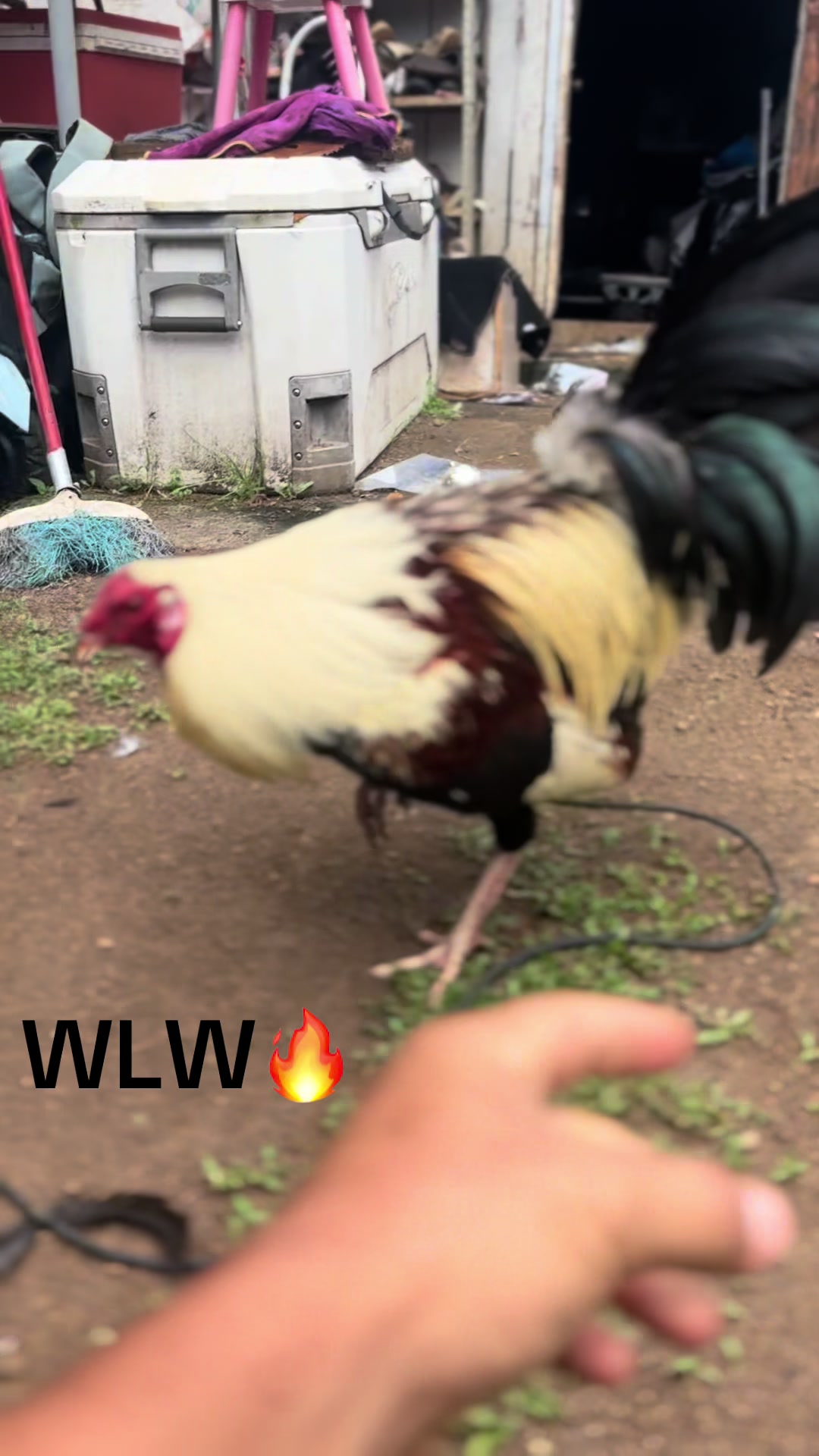 @ltowngamefowl