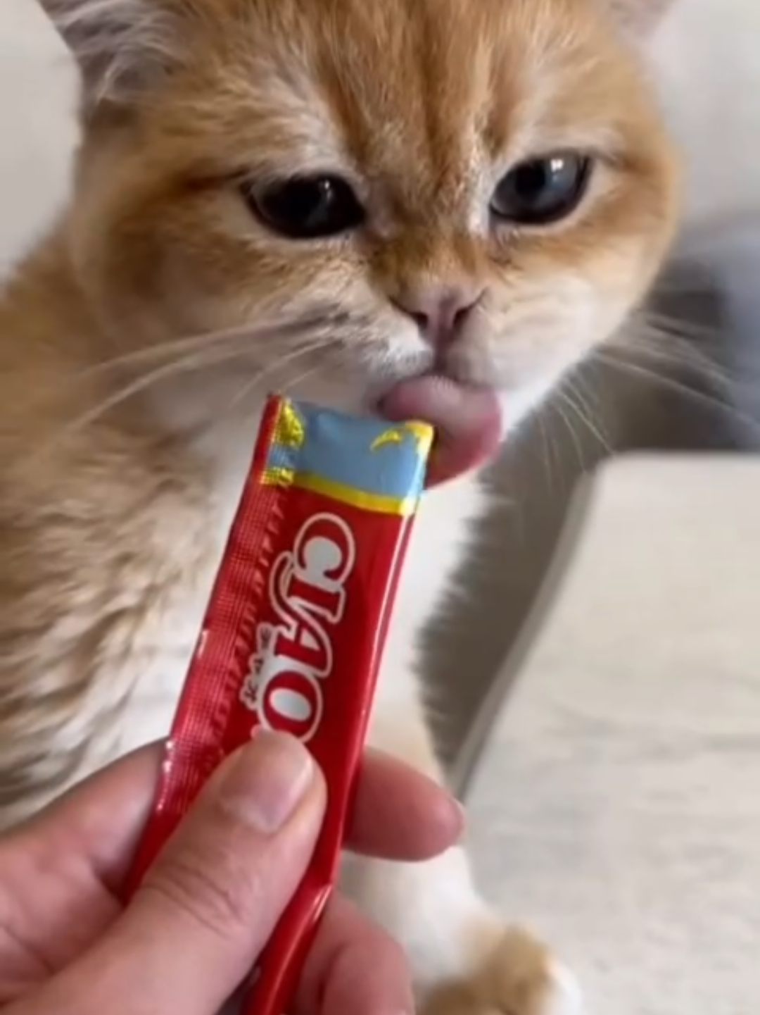 @Chonky World Of Cats