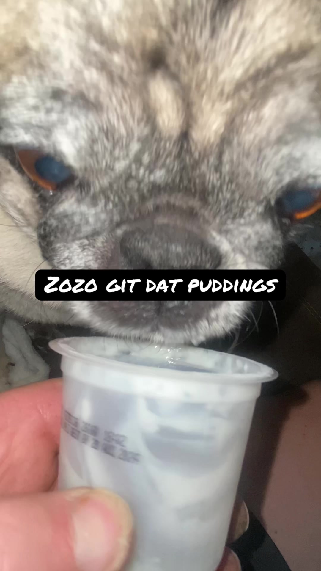 @pugloversuperhero