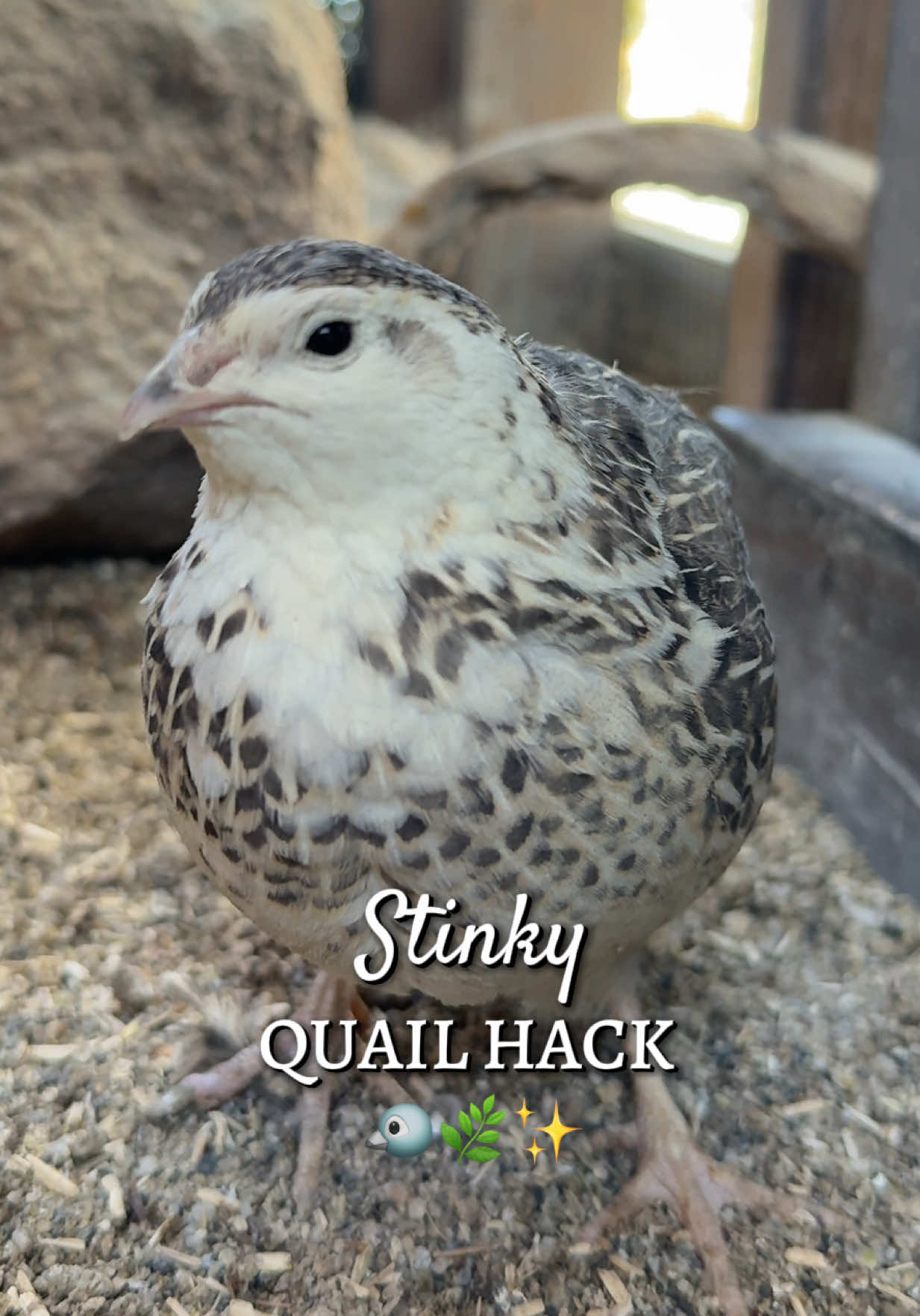 @Simply Chickens