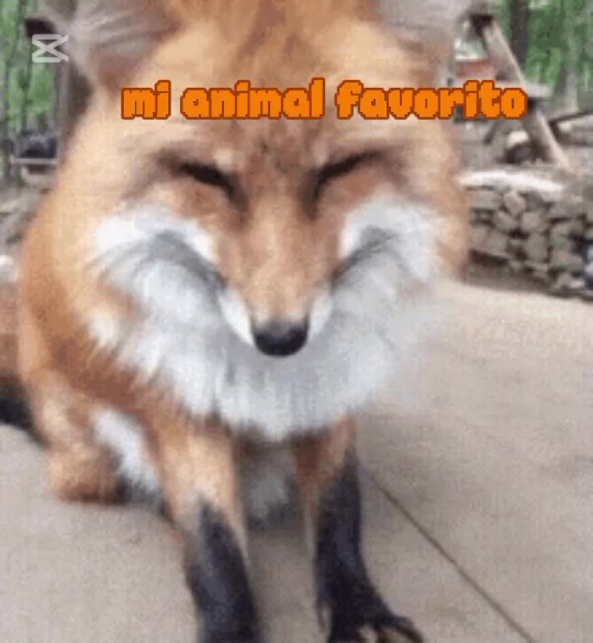 @🦊zincha🦊
