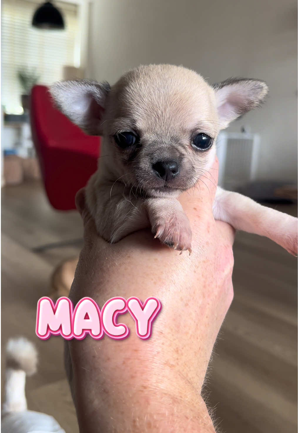 @Danielle |(chihuahua)mama 🐕🩵