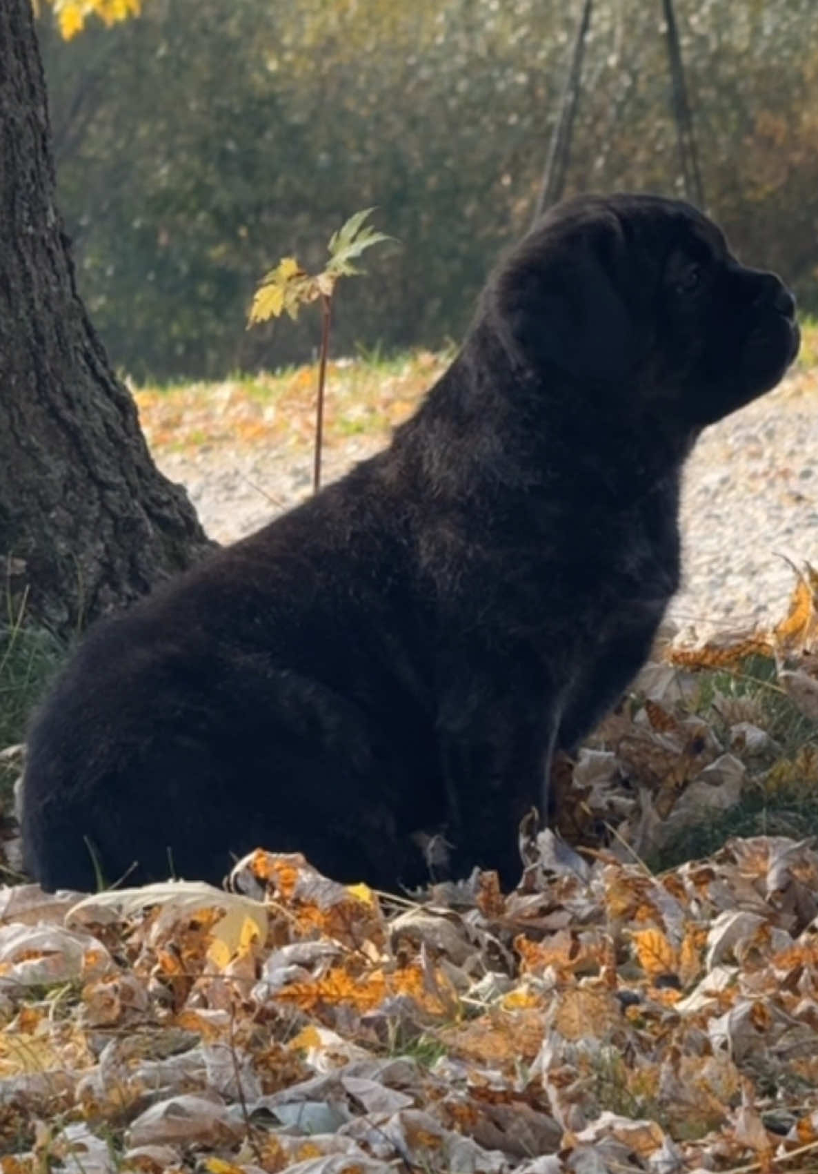 @americana_kennels