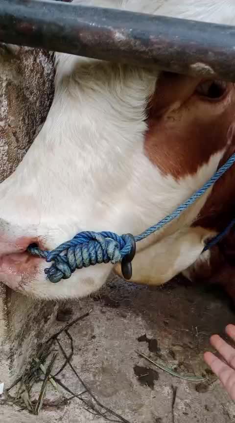 @cahh ilanggg 22