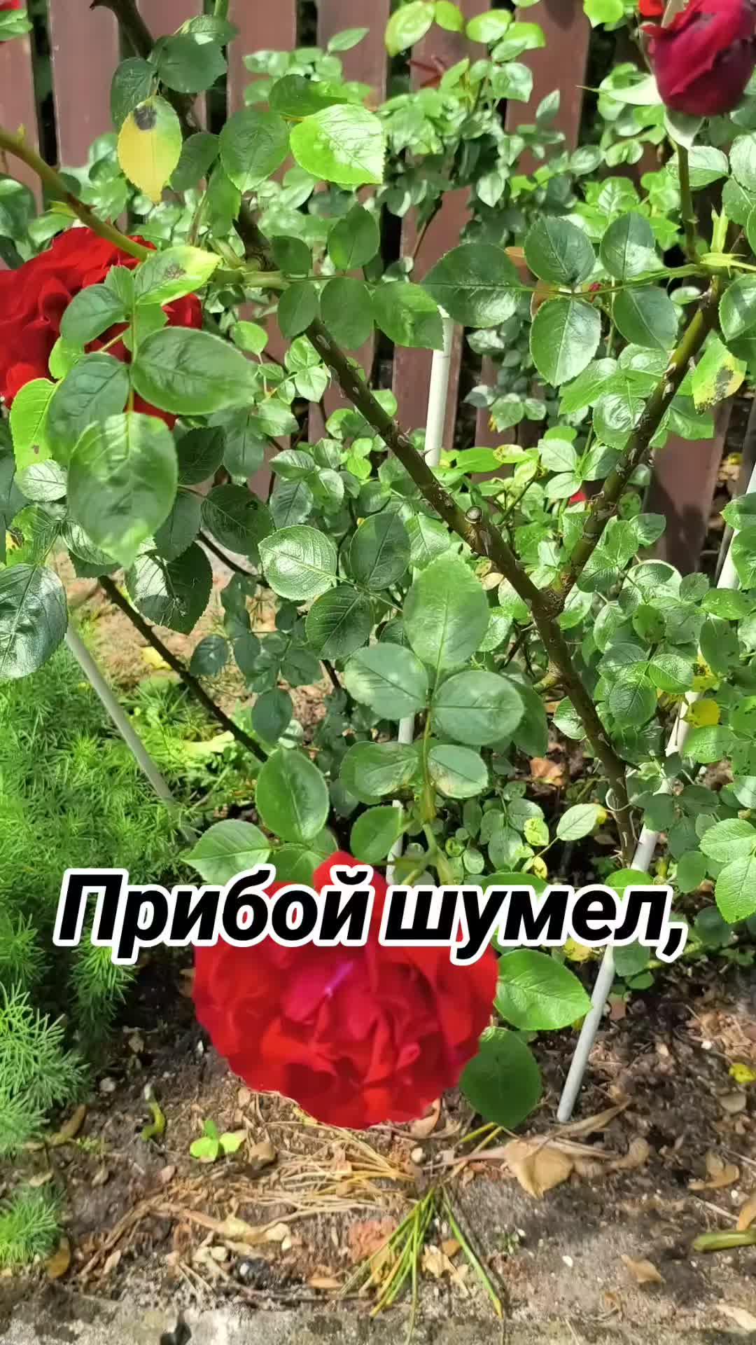 @Вл.Мел.89 🎶 Wladimir. M
