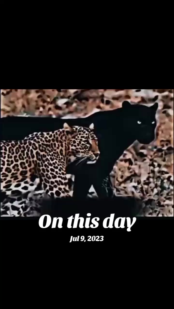 @⚜️ چوہدری ⚜️☠️