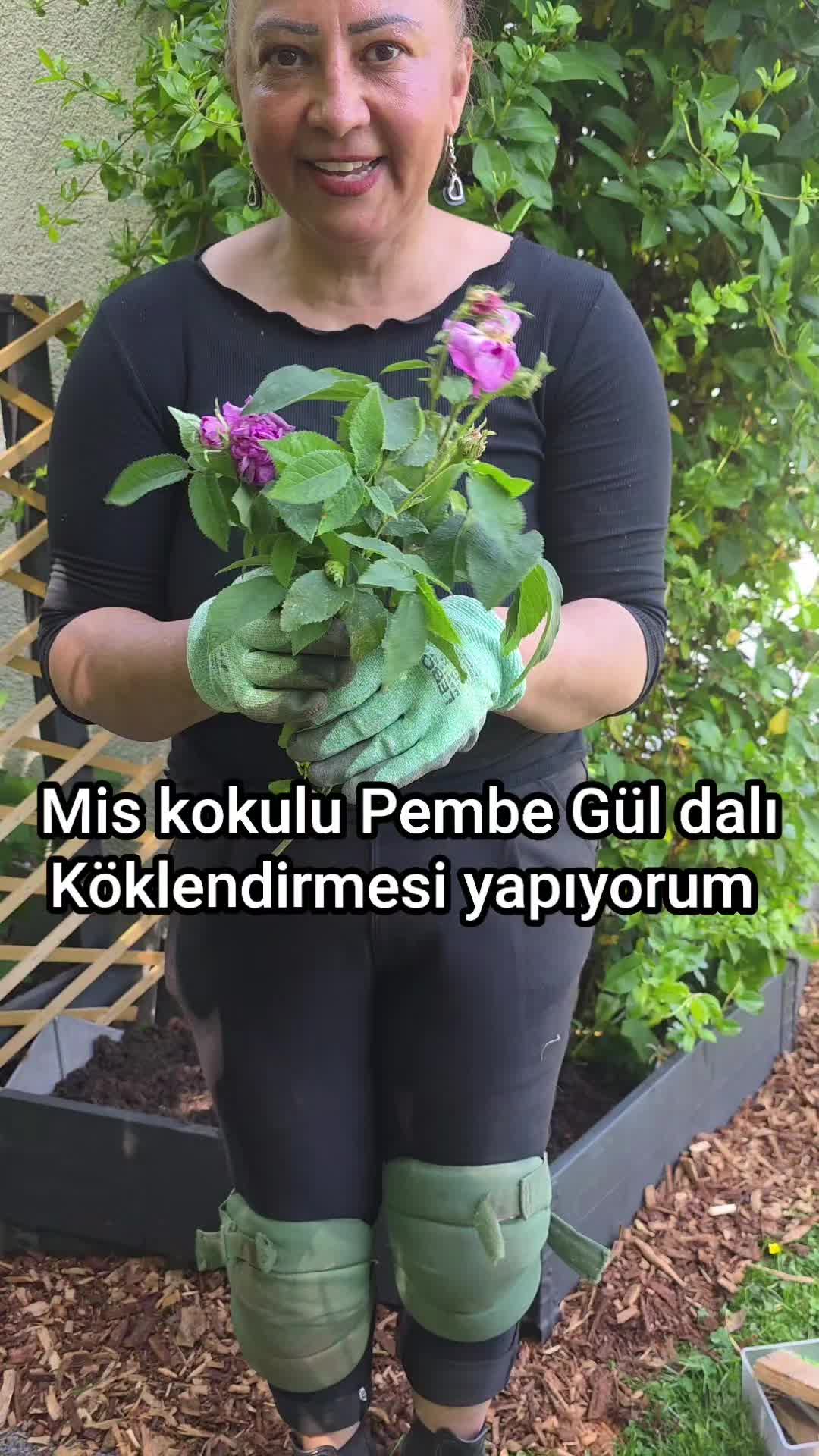 @meralworld