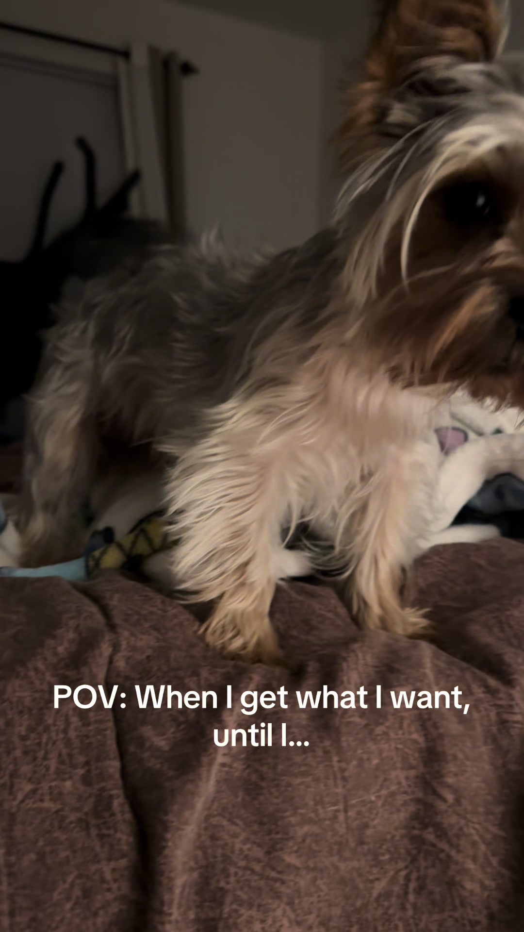 @Penny the Yorkie