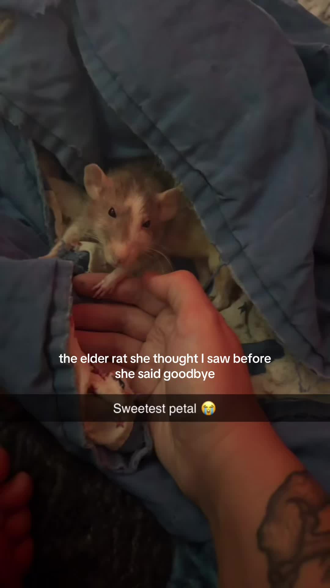 @๐ช๐ฐ. ๐. ๐ฅ๐๐ณ๐ข๐ซ
