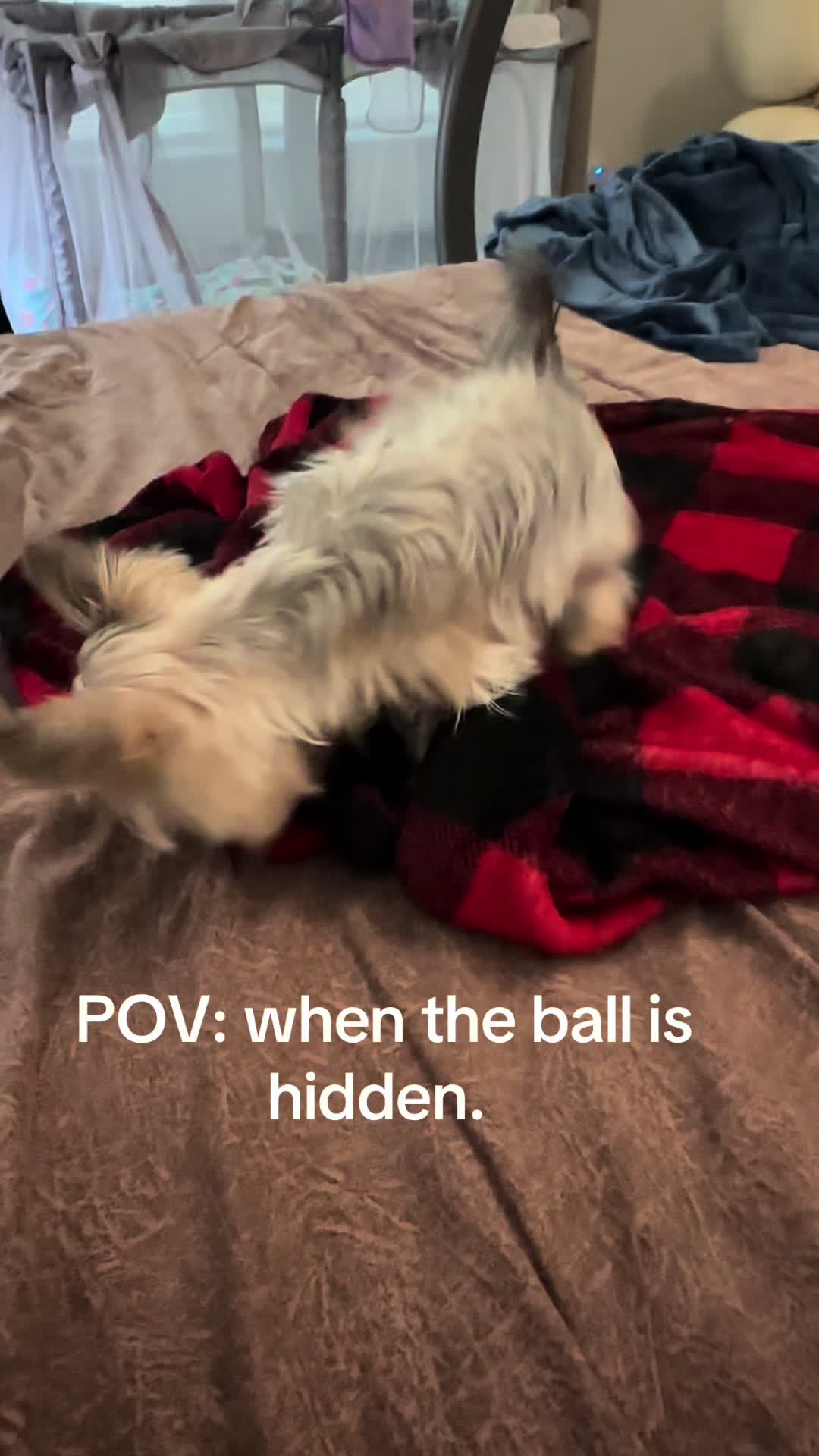 @Penny the Yorkie