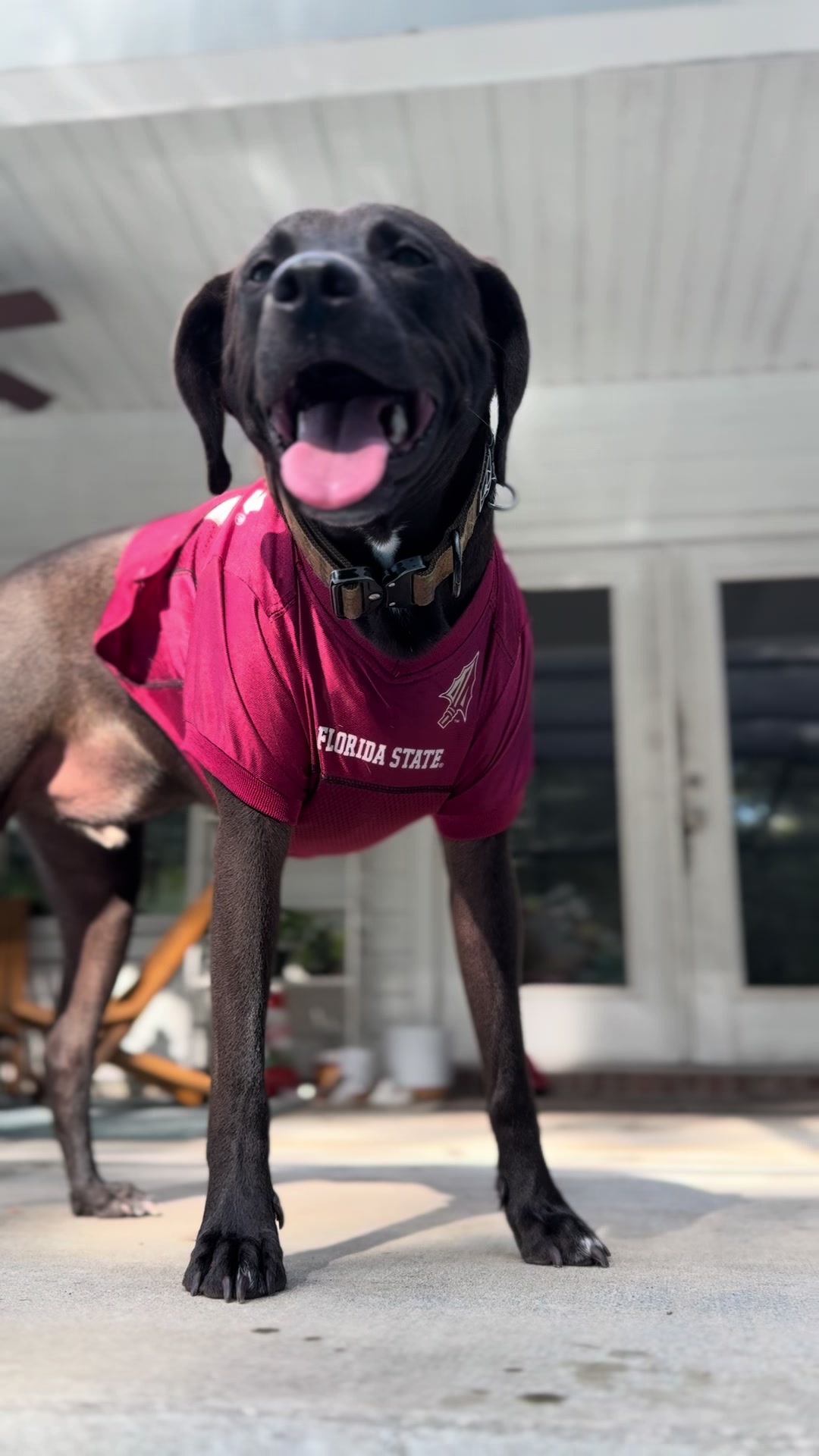 @fsusmokesgators
