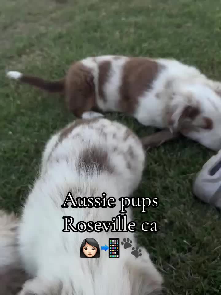 @sacramento__aussies916